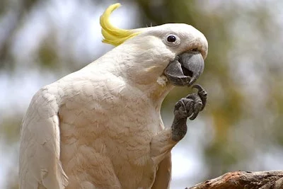 Do Parrots Eat Meat
