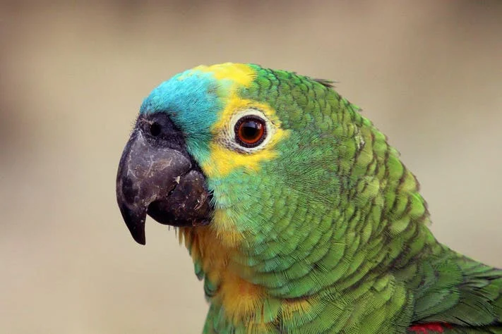 Do Parrots Have Vocal Cords