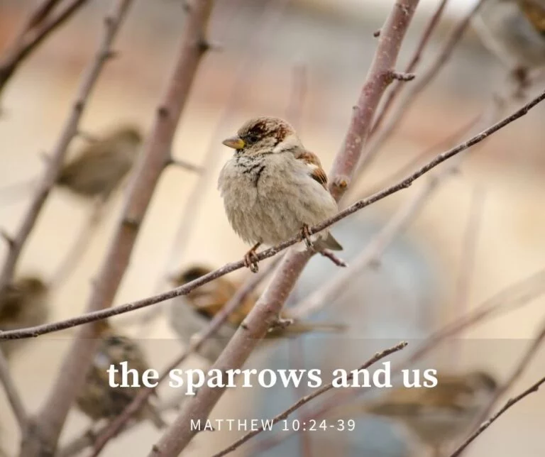 Do Sparrows And Finches Get Along