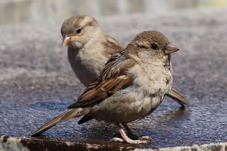 Do Sparrows Steal Other Birds Nests?