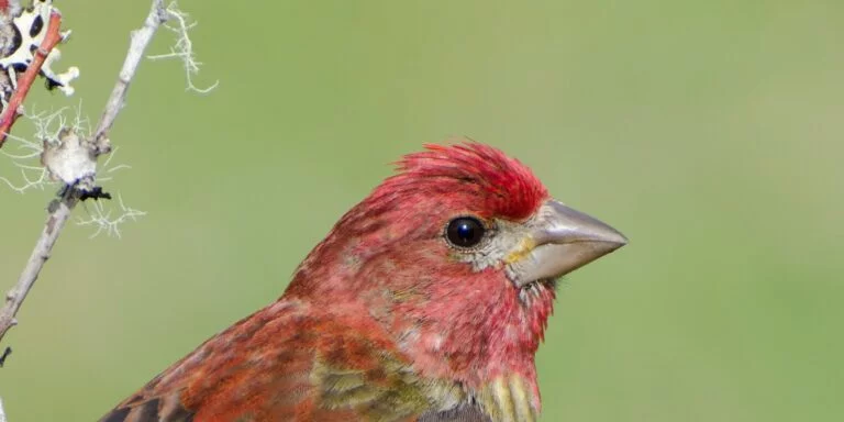 Does Finches Have Beaks