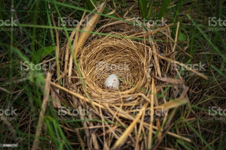How Do I Know If a Bird Nest is Deserted Or Temporarily Unattended?
