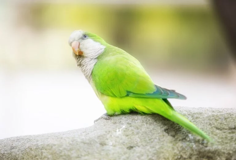 How Long Do Quaker Parrots Live