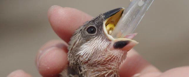 How Often Should Baby Sparrows Be Fed?