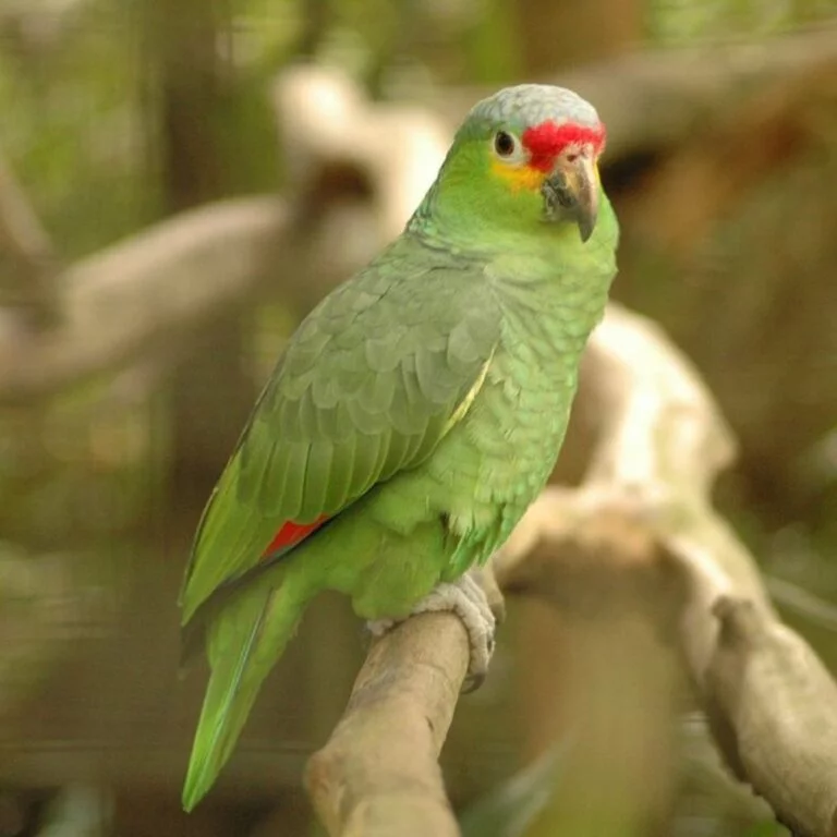 How to Get Rid of Wild Parrots?