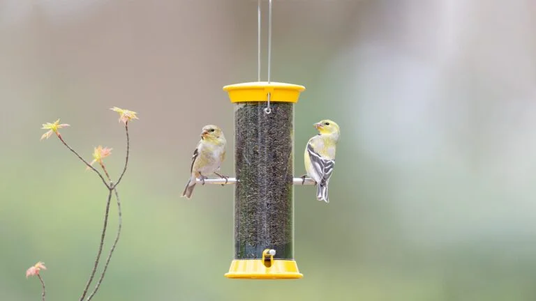 Should You Feed Finches In Summer