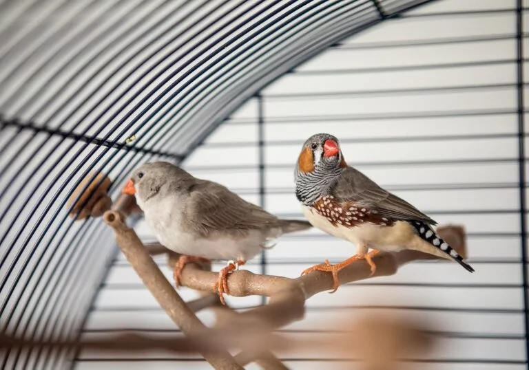 Should Zebra Finches Be Kept In Pairs