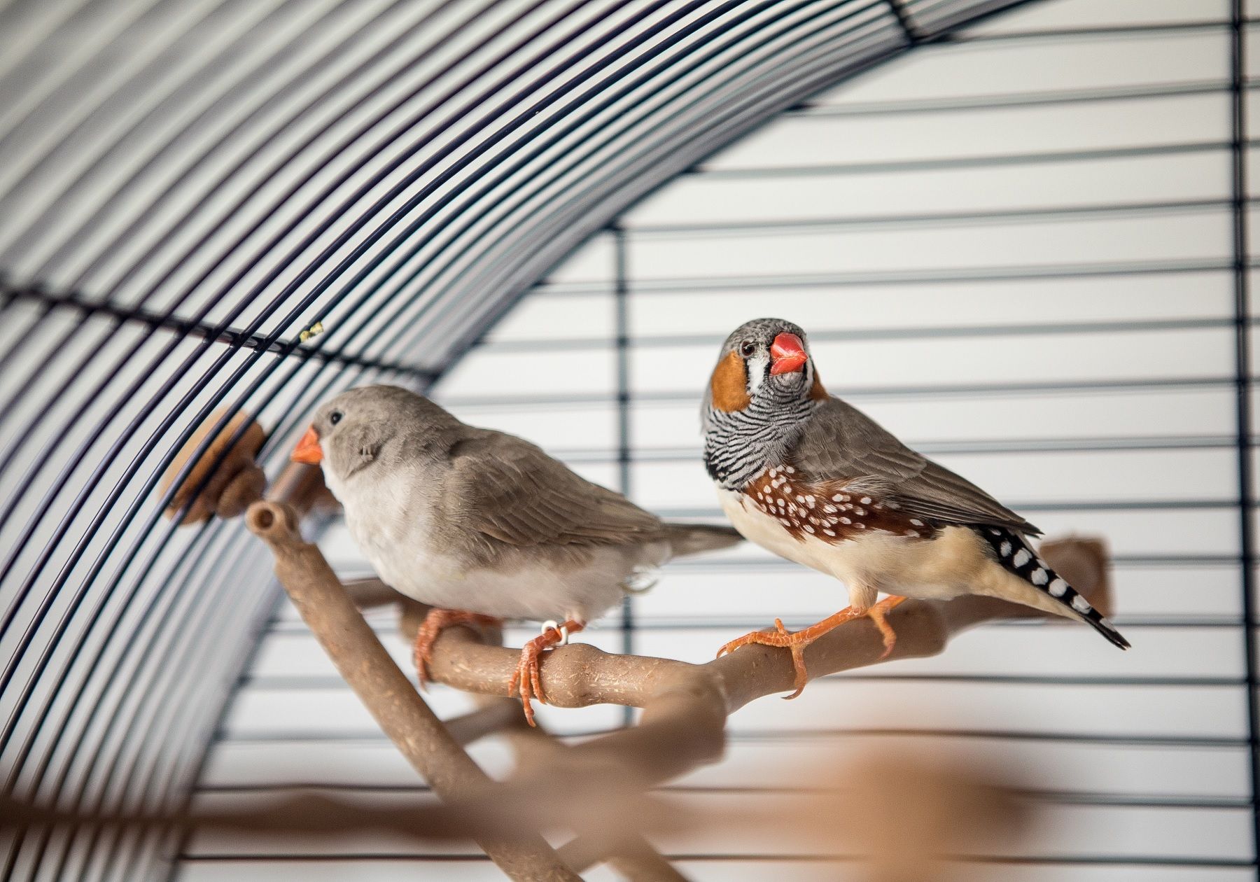 Expert Guide Should Zebra Finches Be Kept In Pairs?