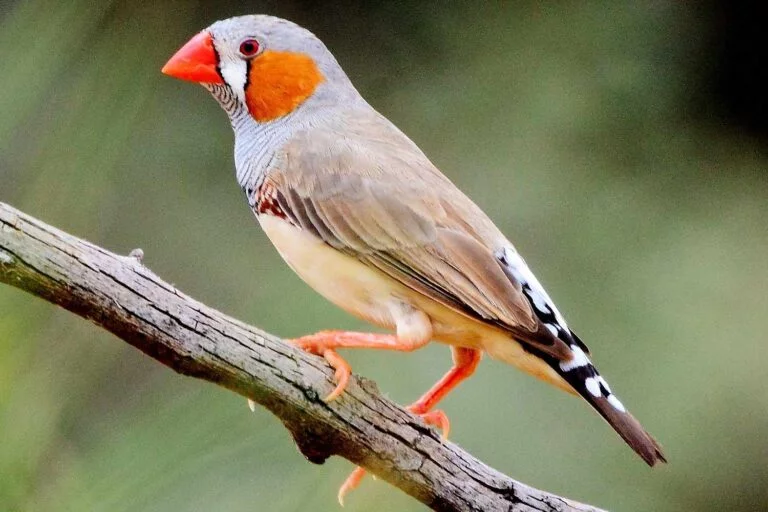 The Endangered Status And Conservation Efforts for the Timor Zebra Finch