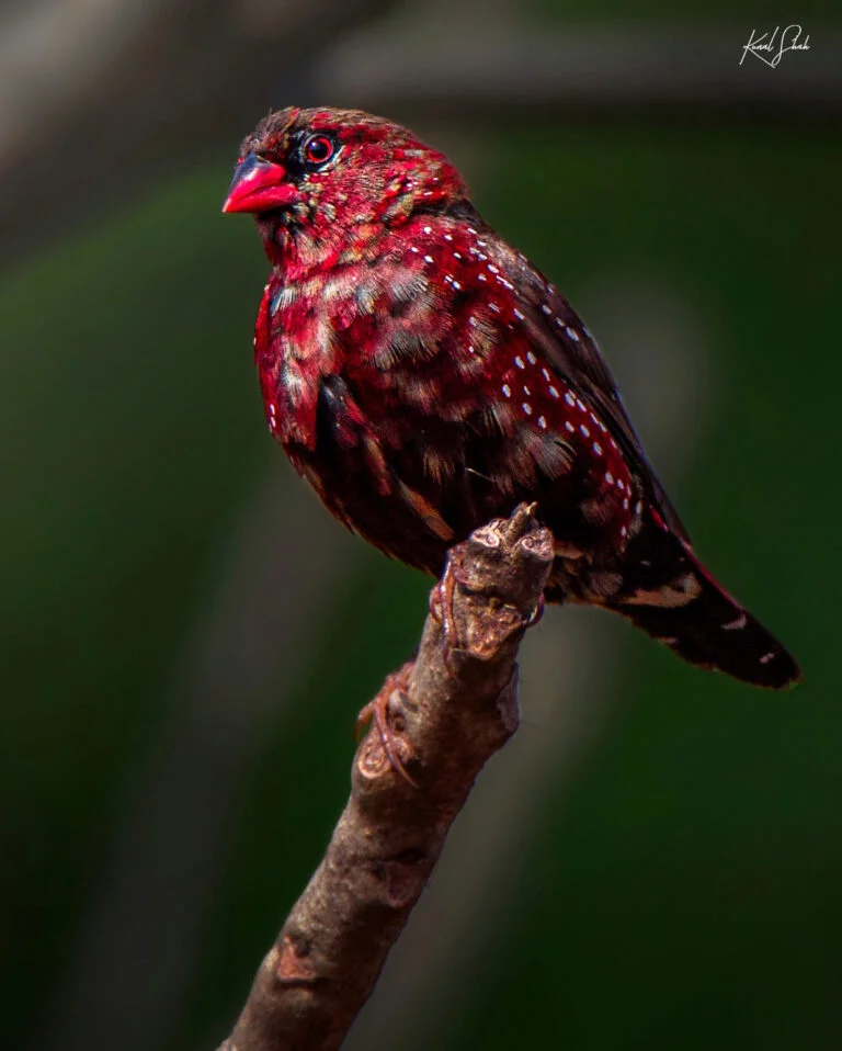 The Stunning Plumage Variations of Strawberry Finches Across Different Regions