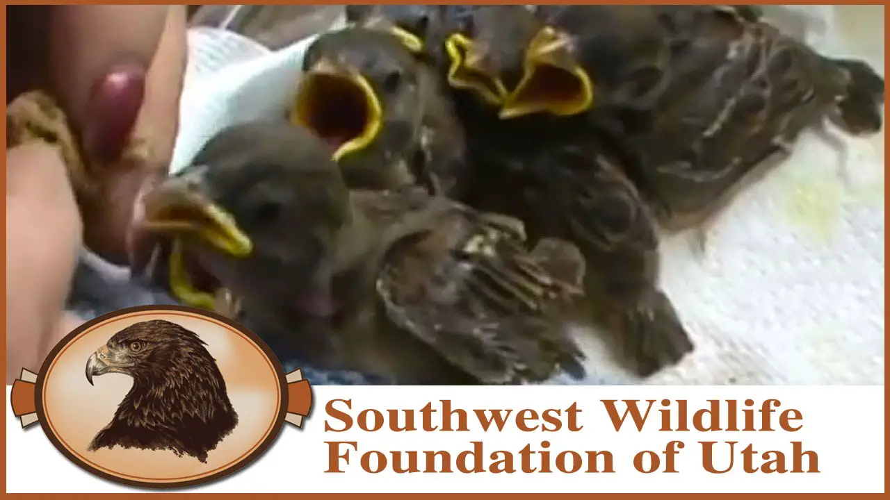 What Are The Best Foods To Feed Baby Sparrows?