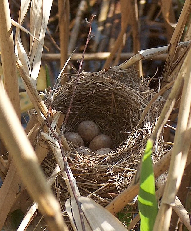 What Behaviors Suggest That a Bird Nest is No Longer Occupied?