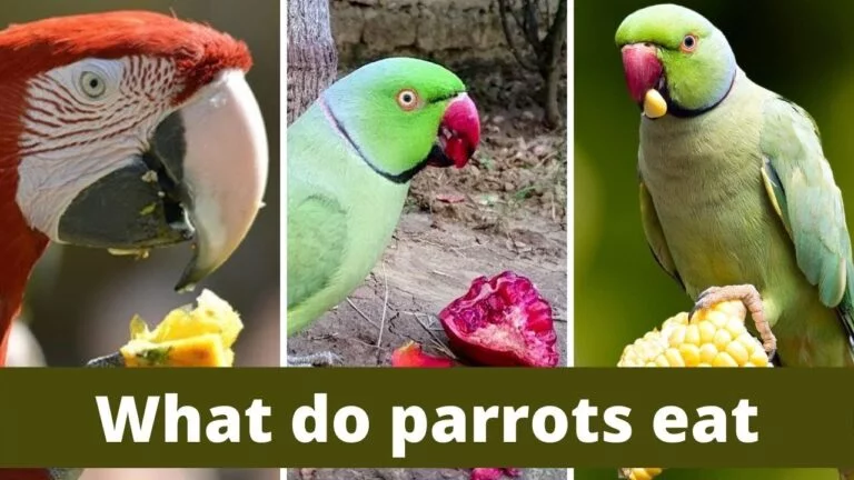What Do Parrots Eat in the Wild?