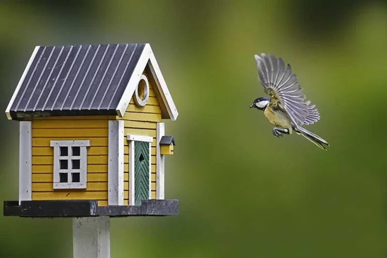 What Does It Mean When Birds Fly in Your House