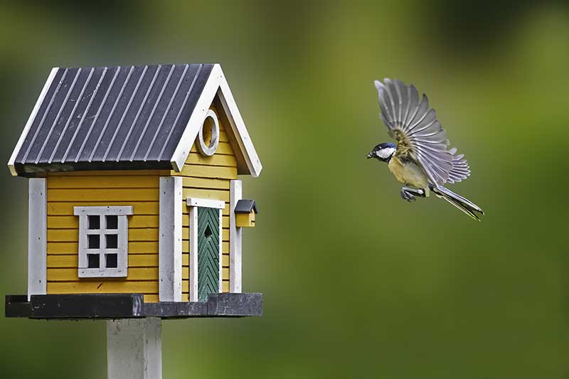 What Does It Mean When Birds Fly In Your House