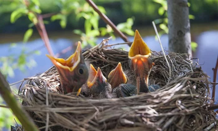 What Happens to Eggs Or Nestlings If a Mother Bird Has Abandoned the Nest?