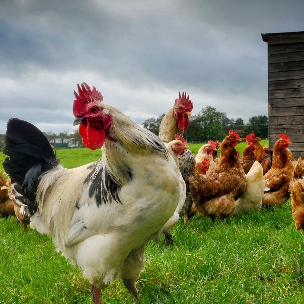 When Parrots Lay Eggs Expert Secrets Revealed!