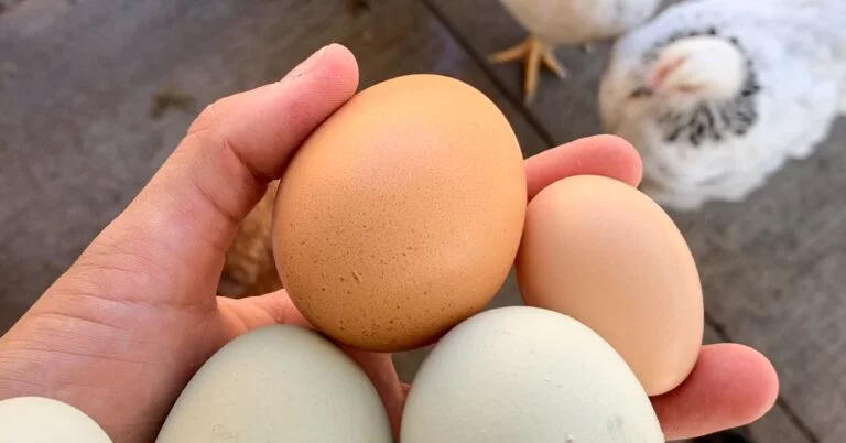 Which Bird Eggs are Healthiest