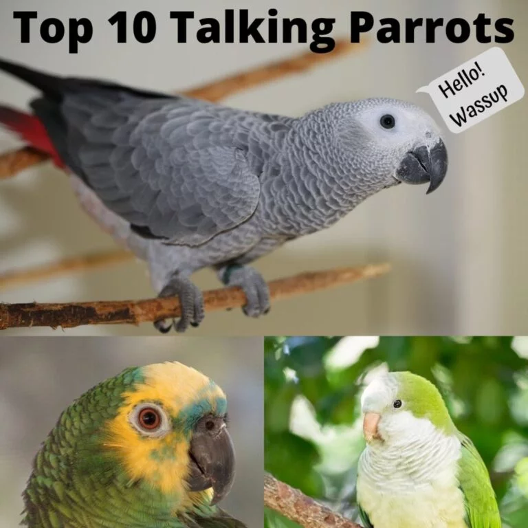 Which Parrots Are The Best Talkers