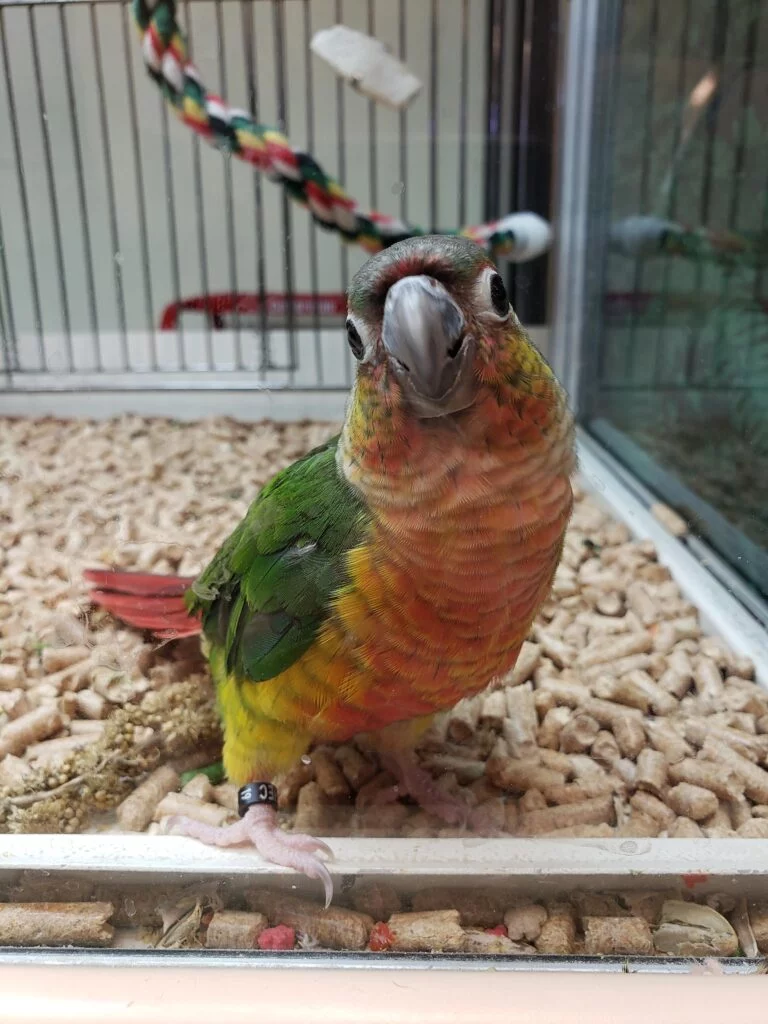 Why are Parrots So Friendly?