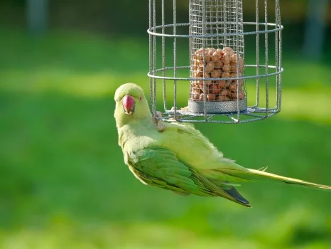 Why Do Some Parrots Hold Their Foods And Others Don'T?