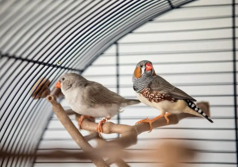 Will Finches Return To Their Cage