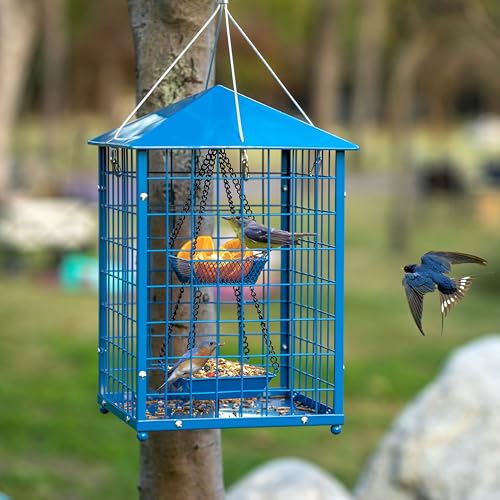 Best Bird Feeder for Bluebirds