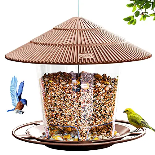 Best Bird Feeder for Florida