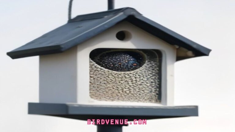Brilliant Tactics to Banish Starlings From Your Bird Feeder for Good