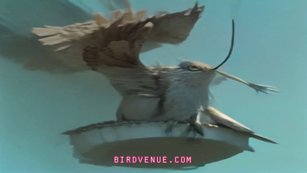 do mockingbirds steal other birds nests the truth revealed