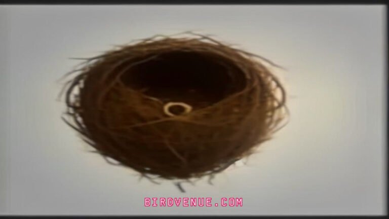 How Long to Wait Before Confirming a Bird Nest is Abandoned