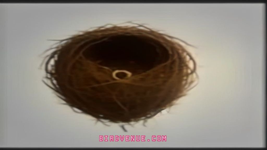 how long to wait before confirming a bird nest is abandoned