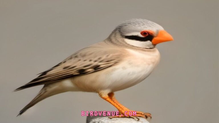 The Timor Zebra Finch: A Race Against Extinction and How You Can Help