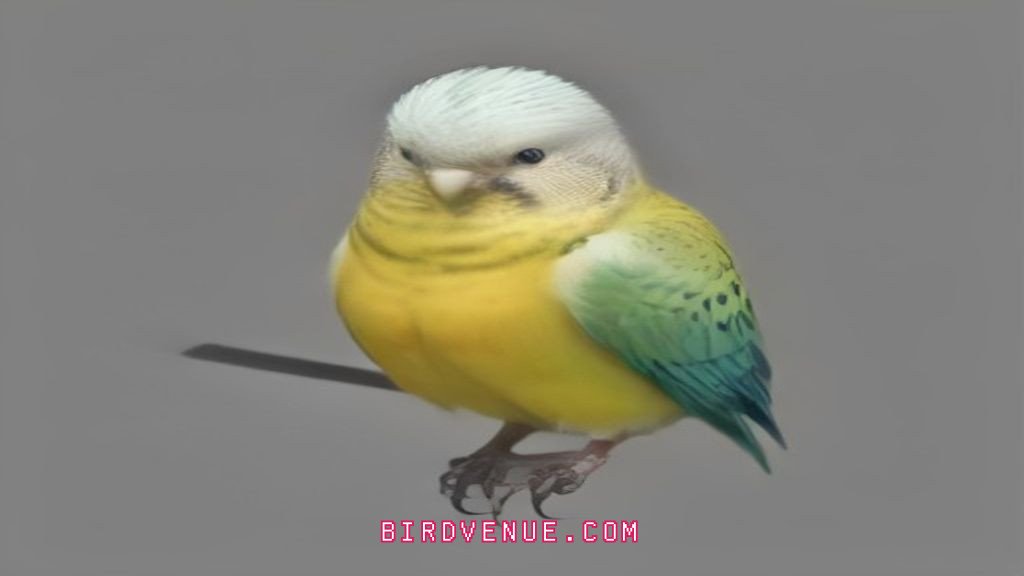 ultimate budgie care guide keep your feathered friend thriving