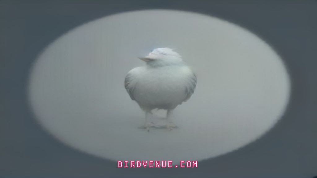 why avian vets cost more than regular pet vets