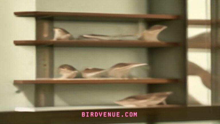 Finches vs Sparrows How to Tell Them Apart 6a7dd49e05335