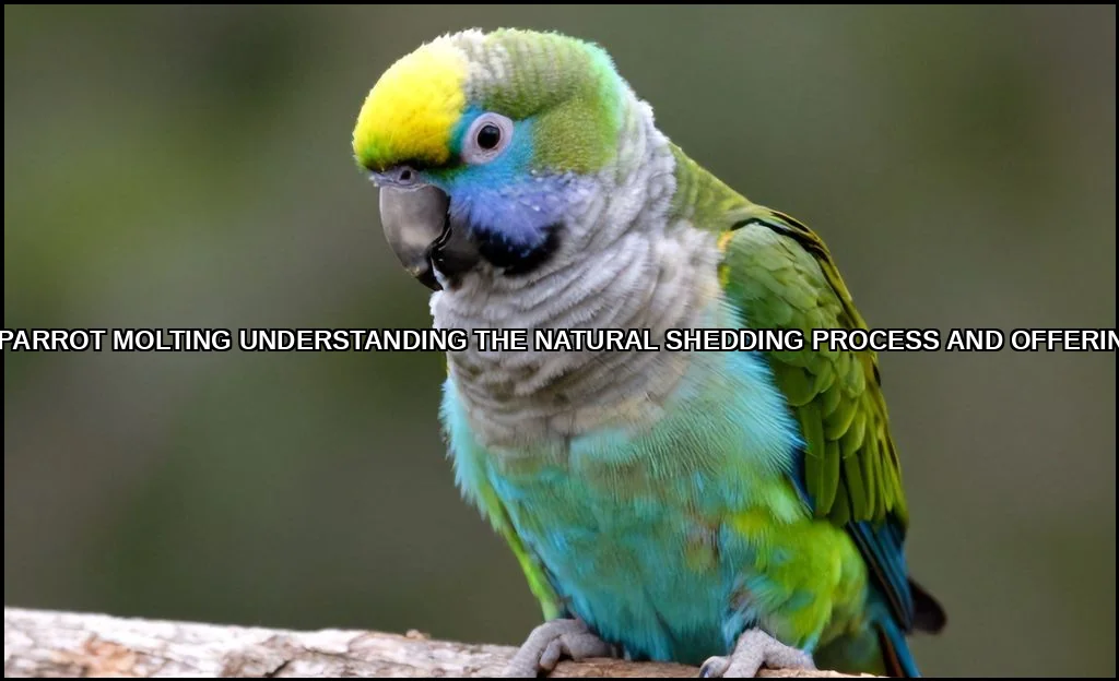 All about parrot molting understanding the natural