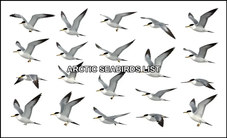 Arctic seabirds list