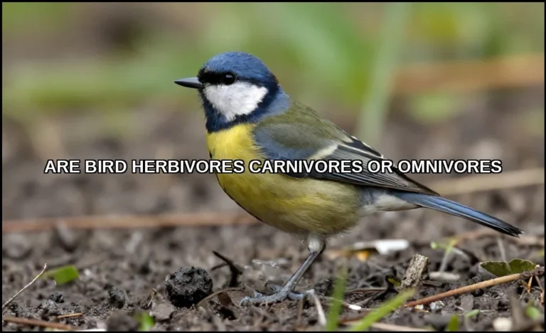 Are bird herbivores carnivores or omnivores