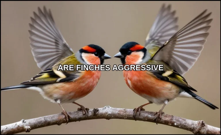 Are finches aggressive