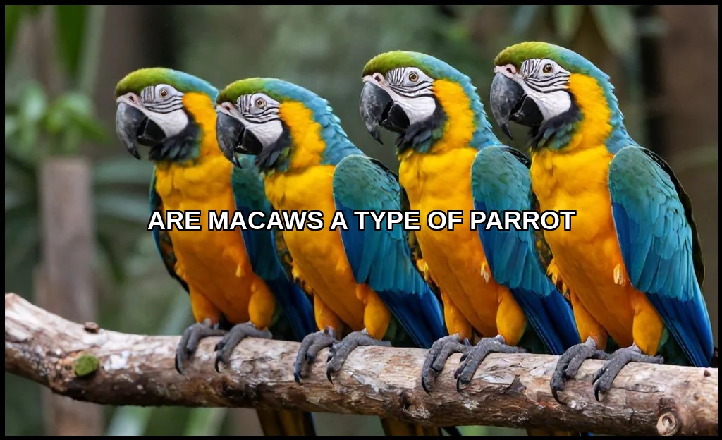 Are macaws a type of parrot