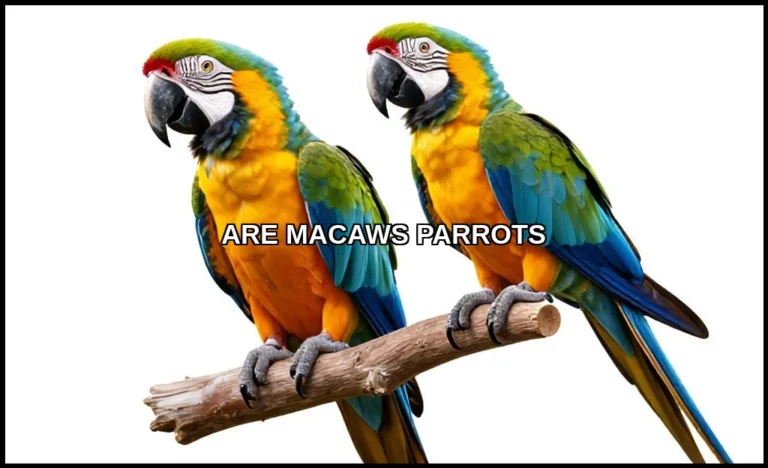 Are macaws parrots
