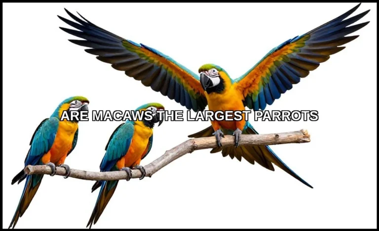 Are macaws the largest parrots