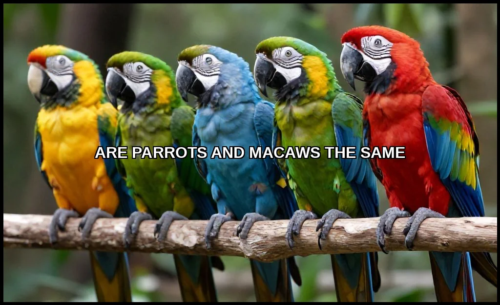 Are parrots and macaws the same