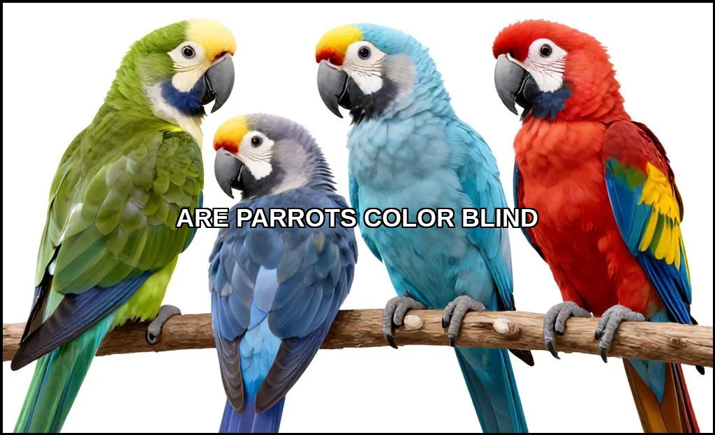 Are parrots color blind