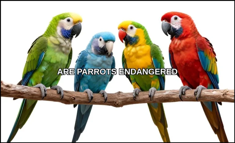 Are parrots endangered