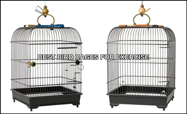 Best bird cages for exercise