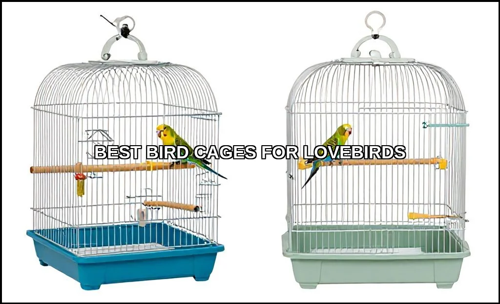 Best bird cages for lovebirds