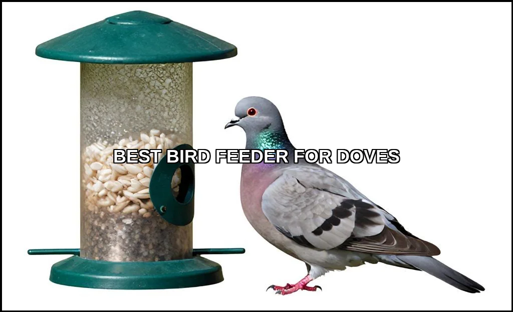 Best bird feeder for doves