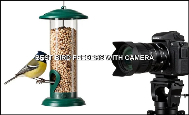 Best bird feeders with camera